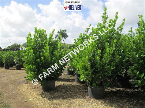 25 Gallon Clusia Nursery | Fast Growing Hedge Plant