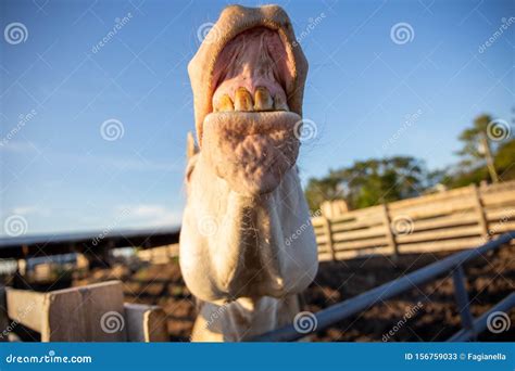 Funny Horse With Ugly Yellow Teeth Doing Flehemen Response Laughing Or