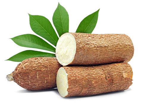 Fresh Cassava Root Isolated On White Background Stock Photo Image Of