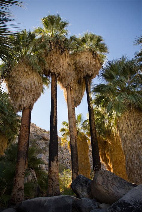 Desert Fan Palms Justin Meissen Flickr