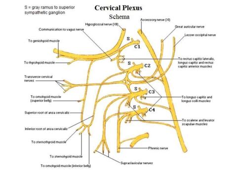 The cervical plexus