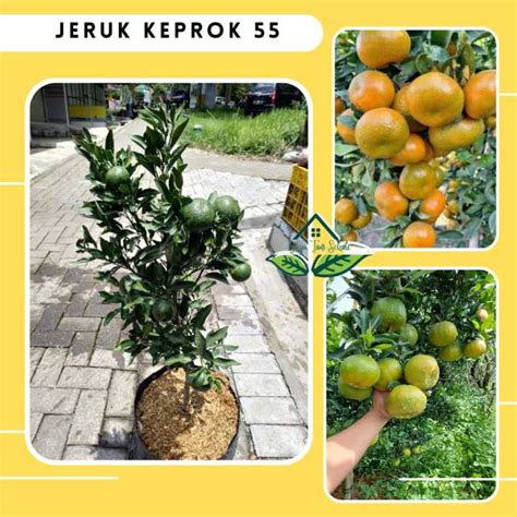 COD Bibit Tanaman Buah Jeruk Keprok 55 Malang Jeruk Buah Okulasi Cepat