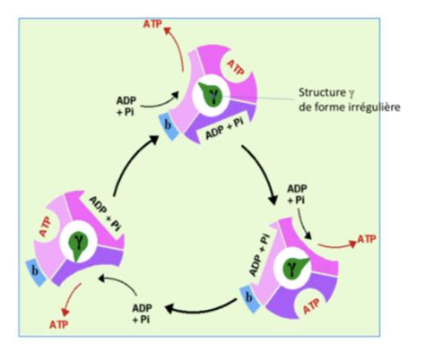 B Oxydation Et Activation Ue1 Biochimie Tutorat Associatif Toulousain