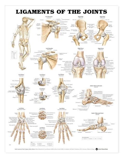 Ligaments Anatomy Poster | Ligaments Anatomical Chart Company | Joints ... 