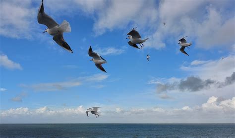 Op De Veerboot Naar Texel Klaasbert Moed Flickr