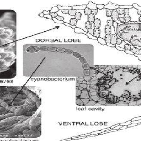 Represents Location Of The Leaf Cavity In Azolla Filiculoides And