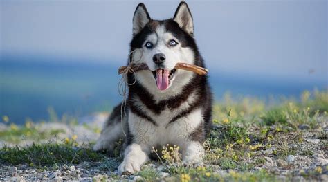 6 Best Toys For Alaskan Malamute Mypetcarejoy