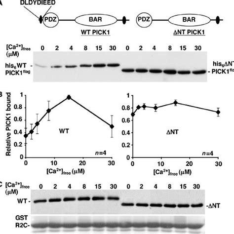 A Model For The Role Of PICK1 Ca2 Sensor In NMDAR Dependent AMPAR