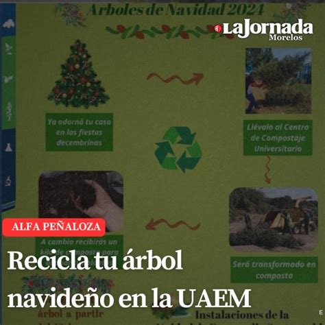 Recicla Tu Rbol Navide O En La Uaem La Jornada Morelos