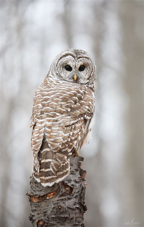 Chouette Ray E Barred Owl Sandra Bourgeois Flickr