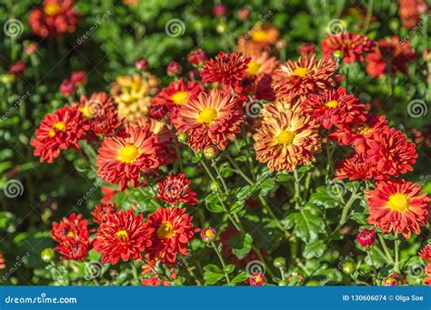 Flower Of Red Chrysanthemums On A Colorful Background Stock Photo