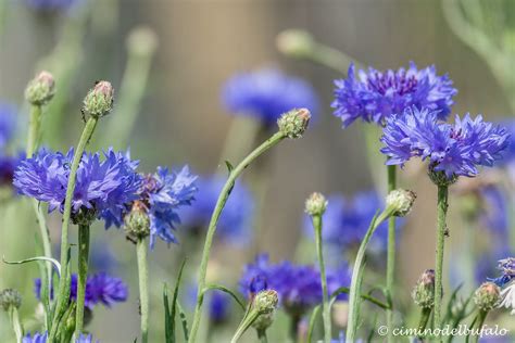 Fiordalisi Cyanus Segetum Cornflower Cimino Del Bufalo Flickr