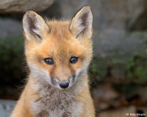 Renard roux - Wikimini, l'encyclopédie pour enfants