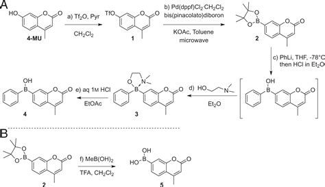 Evaluation Of Borinic Acids As New Fast Hydrogen Peroxideresponsive