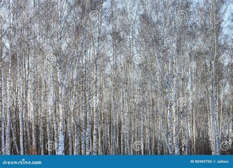 Troncs Des Arbres De Bouleau En Bouleau Bois Photo Stock Image Du