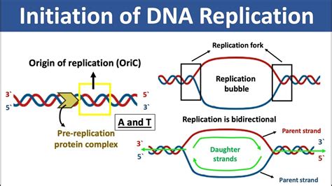 Initiation Of DNA Replication What Is Origin Of Replication What