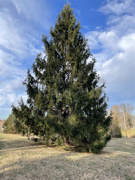 Norway Spruce Creasey Mahan Nature Preserve