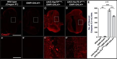 Anti Cleaved Caspase 3 Casp3 Staining In Third Instar Larval Eye