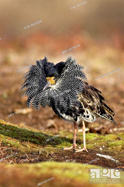 Ruff Male In Breeding Plumage In Mating Display Philomachus Pugnax