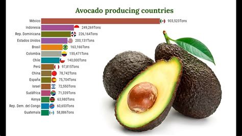 Principales Paises Productores De Aguacate Palta Youtube