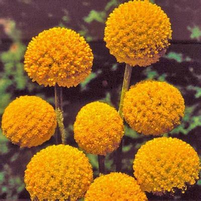 Drumstick Flower Seeds Planet Natural