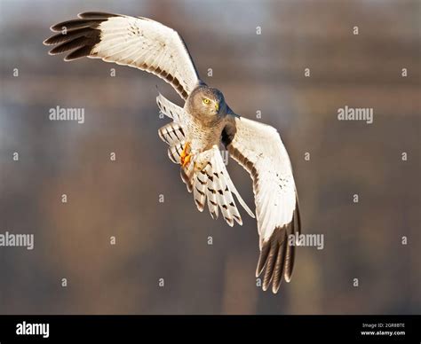 Male Northern Harrier Hawk in Flight Stock Photo - Alamy