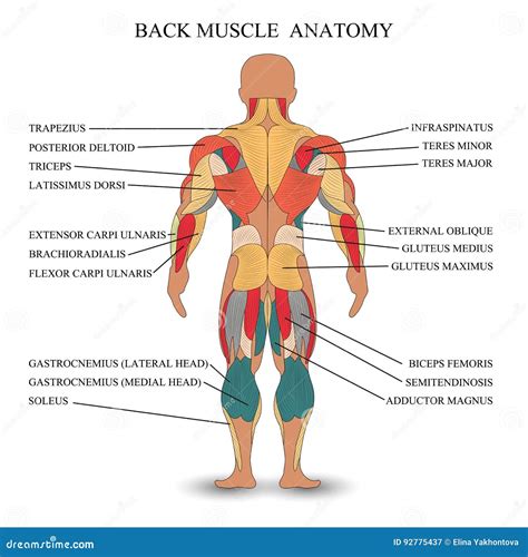 Anatomía De Músculos Humanos En La Parte Posterior Una Plantilla Para