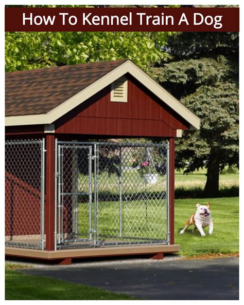 How To Kennel Train Your Dog | Kennel training a dog, Training your dog
