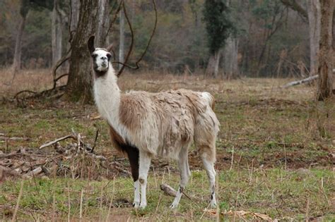 Llama Lama Glama Linnaeus