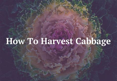 How To Harvest Cabbage