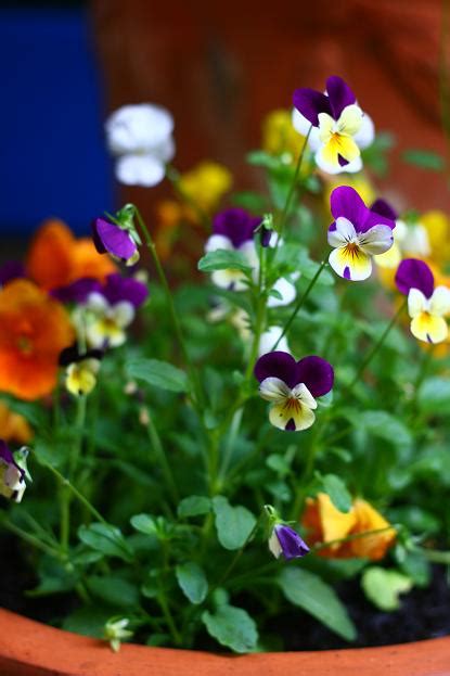 Heart's Desire: Jump up and kiss me!