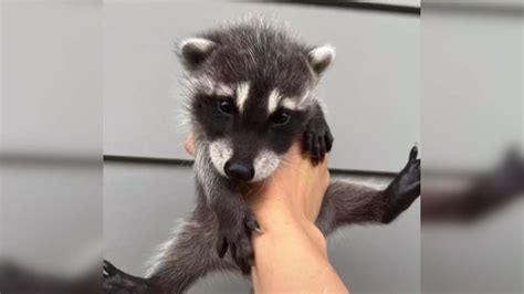 Einsames Waschbär Baby gefunden Was jetzt zu tun ist