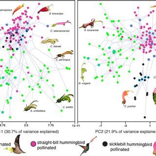 (PDF) Repeated evolution of vertebrate pollination syndromes in a ...