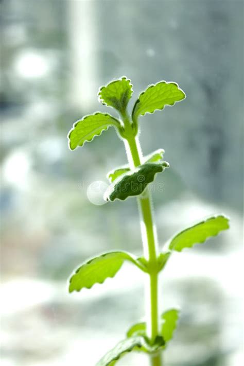 Fruticosus De Plectranthus U Officinalis De Melissa Planta Hierba