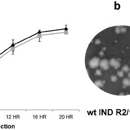 One Step Growth Kinetics And Plaque Morphologies Of Wild Type Wt And