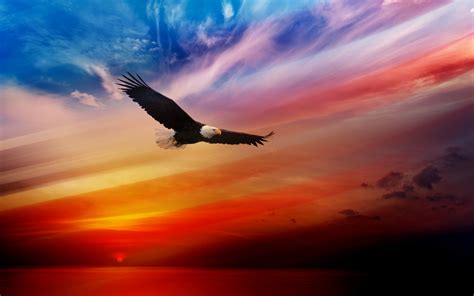 American Bald Eagle Pictures Wallpaper Wallpapersafari