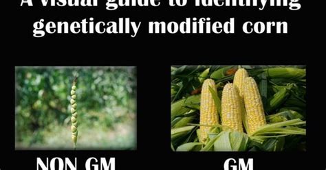 A Visual Guide To Identifying Genetically Modified Corn Source Ryan Megan Gmiscellanea