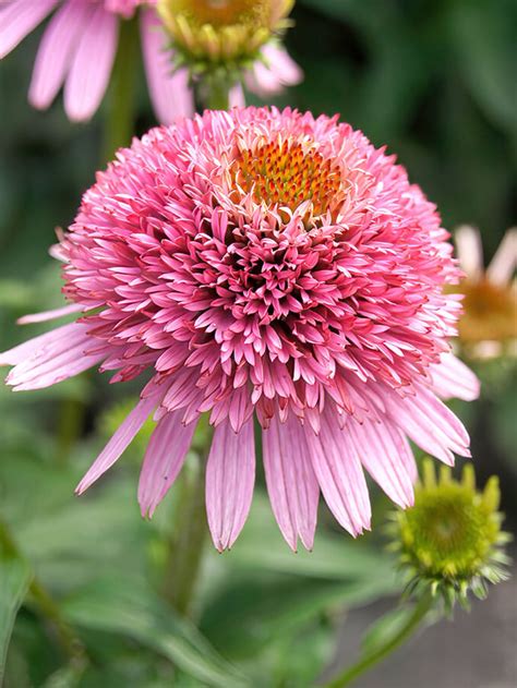 Echinacea Butterfly Kisses Coneflower Dutchgrown™ Uk