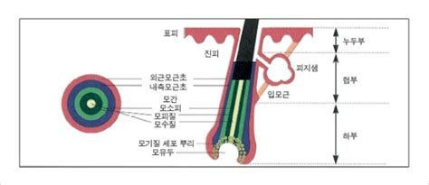 모발의 기능 And 모발의 종류 네이버 블로그