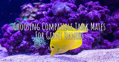 Choosing Compatible Tank Mates for Giant Danios – Aqua Revolt