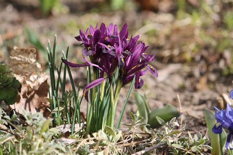 Ирис сетчатый (Iris reticulata, =Иридодиктиум сетчатый) | BOTSAD.BY