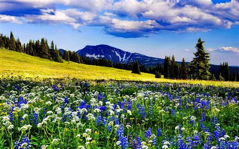 Mountain Meadow Pretty Grass Bonito Mountain Nice Wildflowers