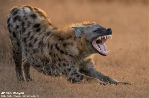 Spotted Hyena The spotted hyena (Crocuta crocuta), also known as the ...