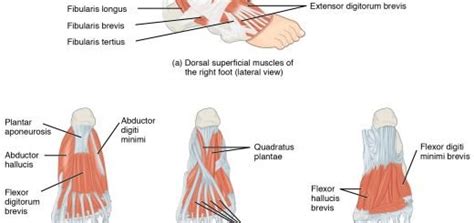 Plantar aponeurosis function | Science online