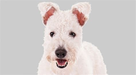 Pumi Dog Breed Information - American Kennel Club