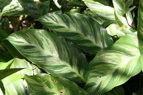 Calathea Louisae A To Z Growth Guide GardenAndSunshine