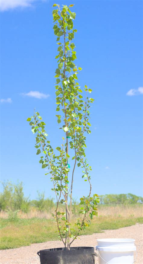 Hybrid Poplar – Arbors Tree Farm