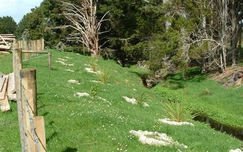 Riparian Planting Northland Regional Council