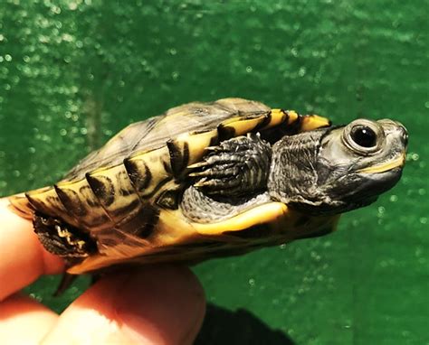 Top Red Eared Slider Turtle Morphs To Know Of When Buying A Turtle Pet