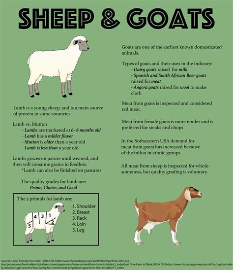 Difference Between Sheep And Goat Venn Diagram Sheep Goat Di